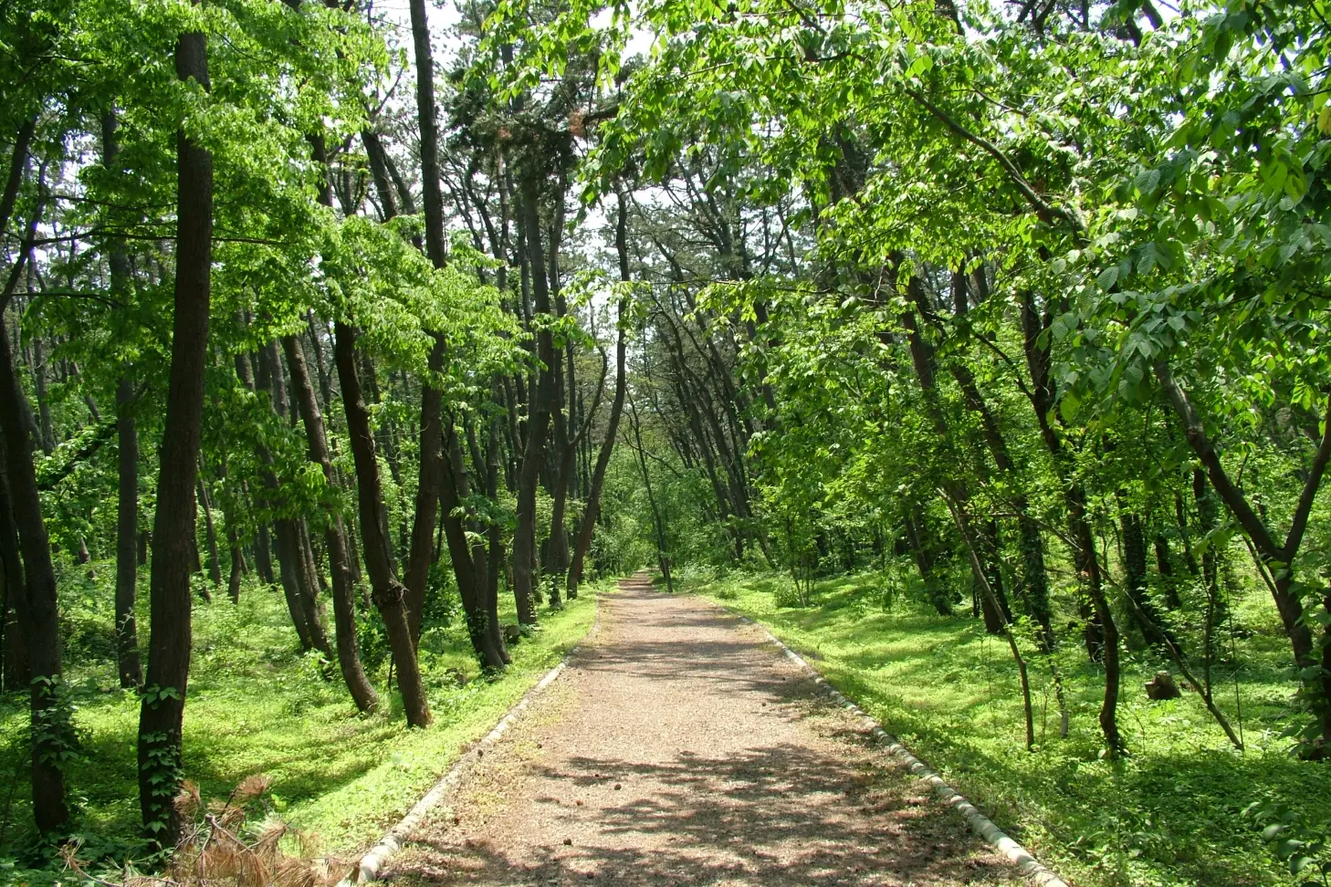 A path through a lush forest with tall trees